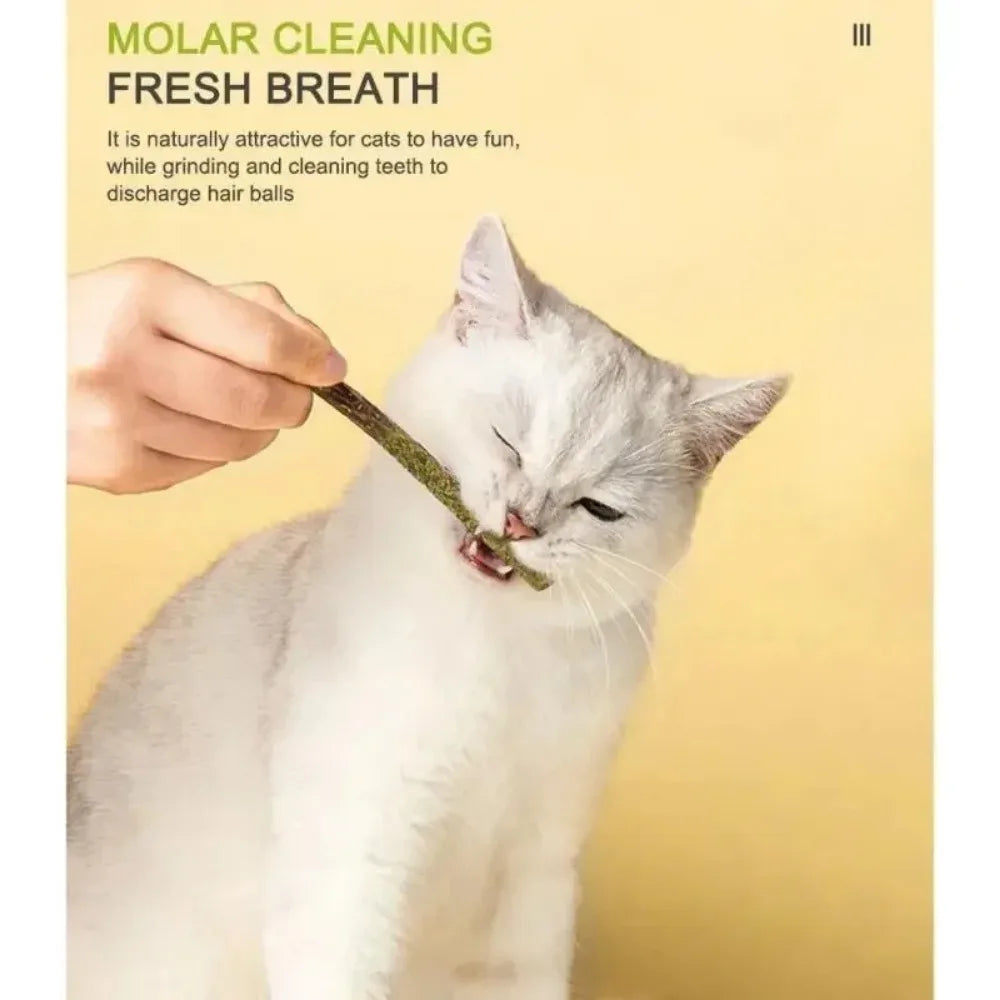 Matatabi Silvervine Cat Sticks | 6-Pack Teeth Cleaning Toy