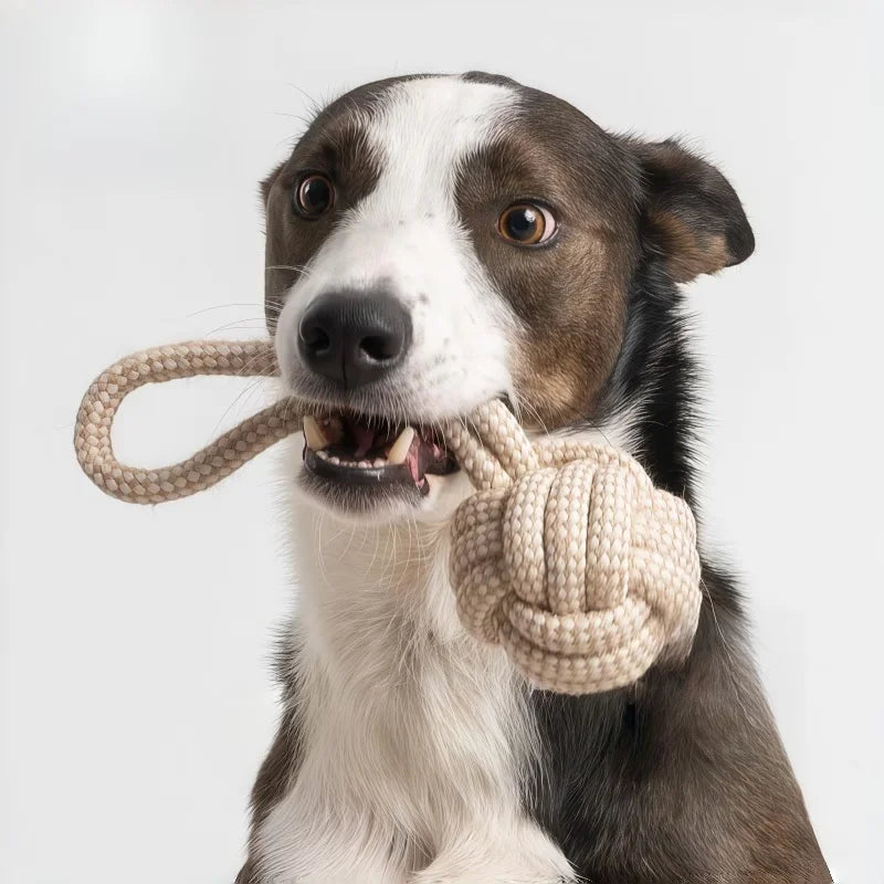 3-Piece Interactive Toy Set for Dogs &amp; Cats | Leisure &amp; Entertainment Bundle