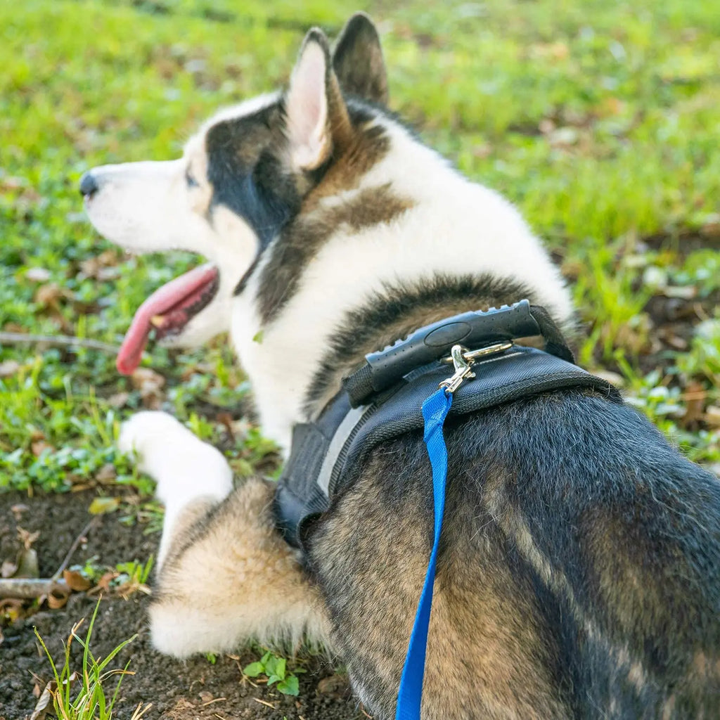Premium Dog Training Leash – Long Recall Lead for Obedience, Agility & Outdoor Play