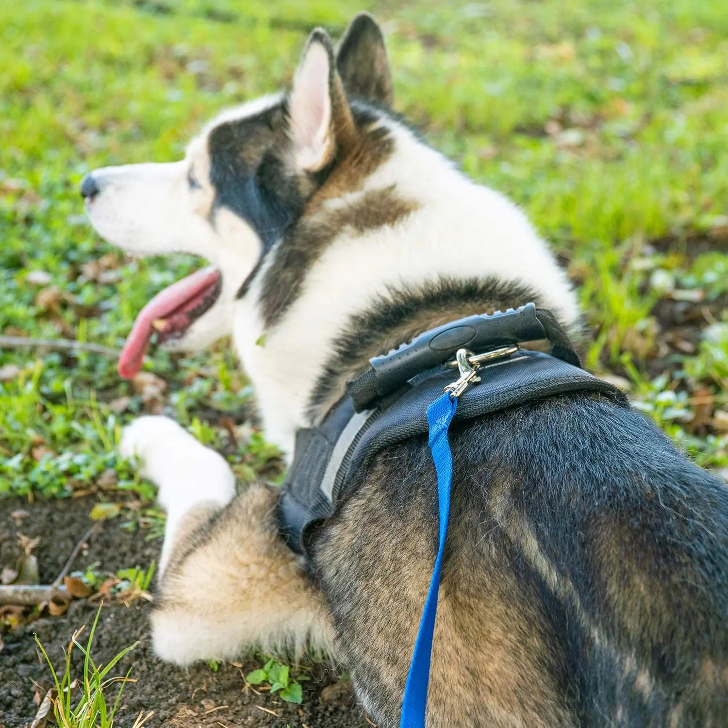 Premium Dog Training Leash – Long Recall Lead for Obedience, Agility & Outdoor Play