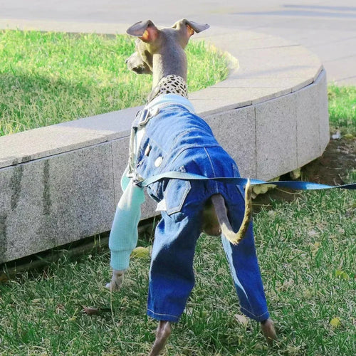 Adjustable Wool Coat for Italian Greyhounds & Whippets