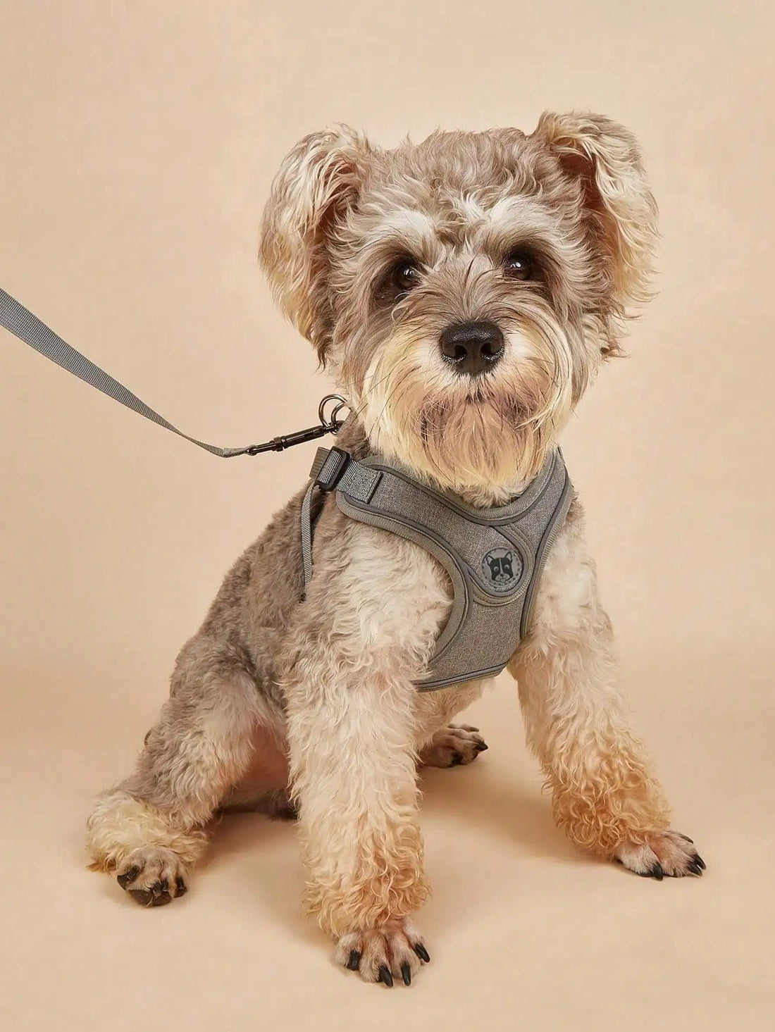 Dog Harness for Small Medium Dogs No Pull, Puppy Harness and Leash Set, Step in Dog Harness for Walking, Running, Training