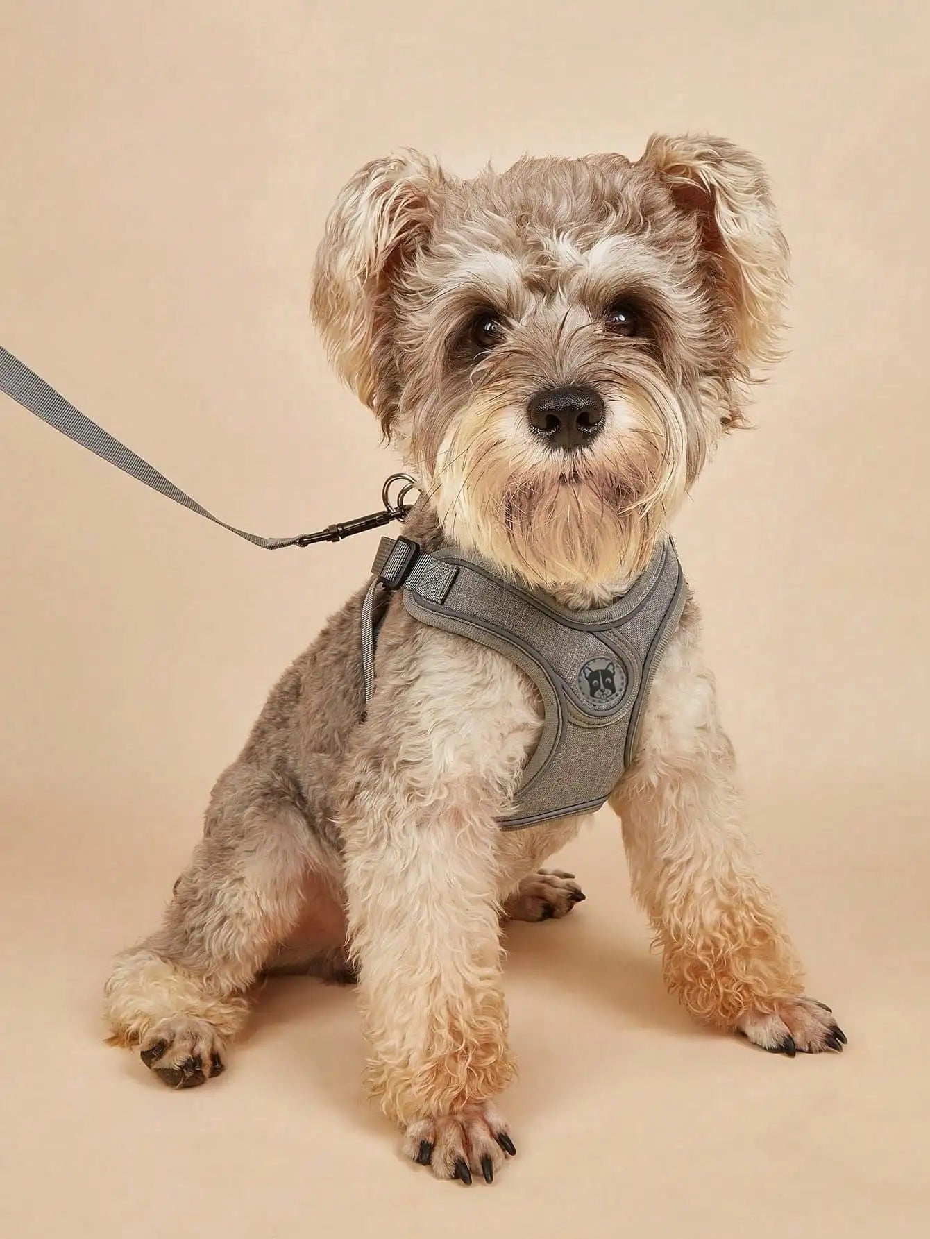 Dog Harness for Small Medium Dogs No Pull, Puppy Harness and Leash Set, Step in Dog Harness for Walking, Running, Training