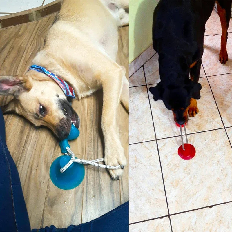 Interactive Suction Cup Dog Chew Toy — TPR Ball with Elastic Rope for Teeth Cleaning